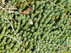 Diphasiastrum alpinum