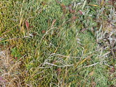 Diphasiastrum alpinum