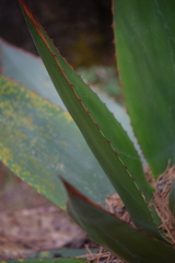 Agave obscura