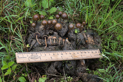 Psilocybe coprophila image