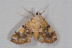 Elophila faulalis