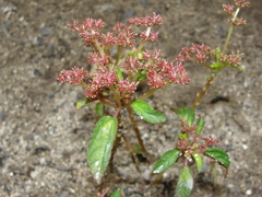 Laportea ruderalis