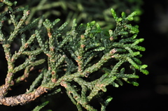 Juniperus coahuilensis
