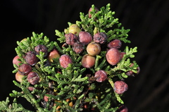 Juniperus coahuilensis