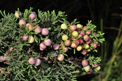 Juniperus coahuilensis