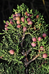 Juniperus coahuilensis