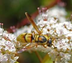 Euodynerus hidalgo viereckii