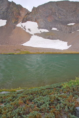 Juniperus communis kelleyi