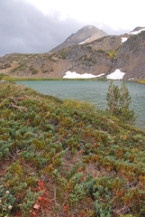 Juniperus communis kelleyi