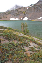 Juniperus communis kelleyi