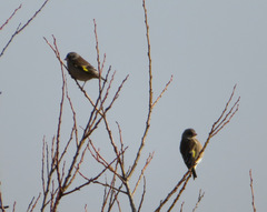 Chloris sinica