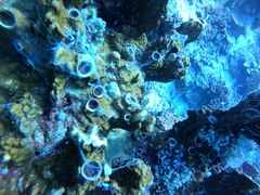 Vermetoidea