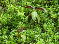Miconia calvescens