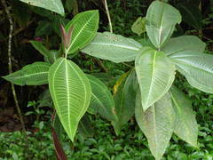 Miconia calvescens