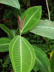 Miconia calvescens