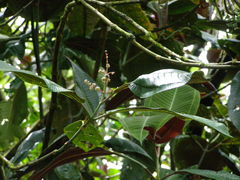 Miconia calvescens