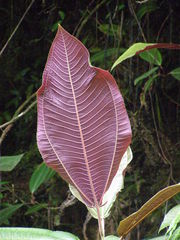 Miconia calvescens