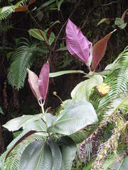 Miconia calvescens