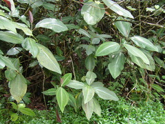 Miconia calvescens