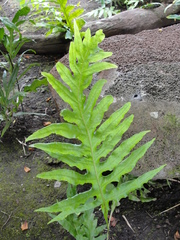 Microsorum commutatum