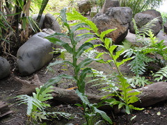 Microsorum commutatum