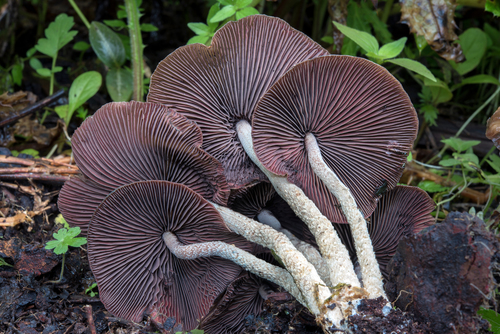 drunken mushroom