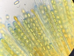 Daleomyces phillipsii