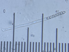 Daleomyces phillipsii