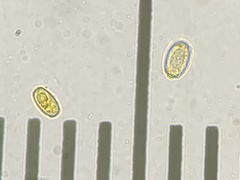 Daleomyces phillipsii