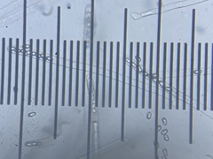 Daleomyces phillipsii