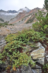 Juniperus communis kelleyi