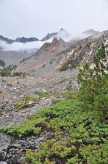 Juniperus communis kelleyi