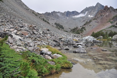Juniperus communis kelleyi