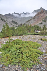 Juniperus communis kelleyi