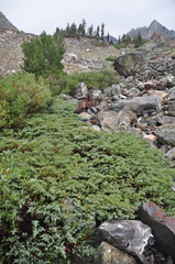 Juniperus communis kelleyi