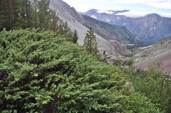 Juniperus communis kelleyi