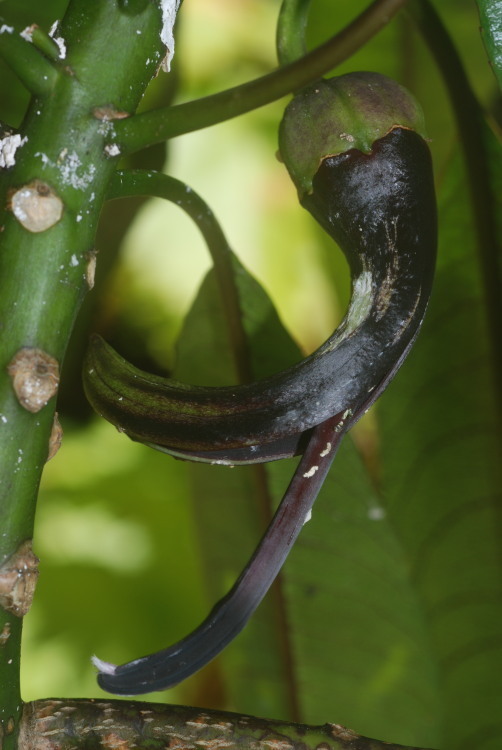 Clermontia peleana