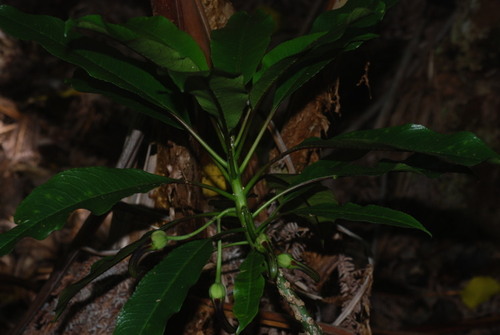 Clermontia peleana