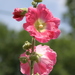 Hollyhock - Photo (c) Alexandre Dulaunoy, some rights reserved (CC BY-SA)