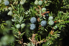 Juniperus communis kelleyi