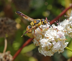 Euodynerus hidalgo viereckii
