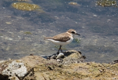 Charadrius javanicus