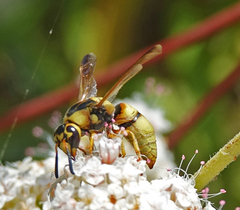 Euodynerus hidalgo viereckii