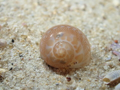 Tanea sagittata