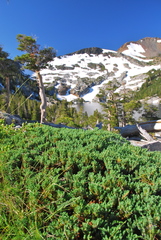 Juniperus communis kelleyi