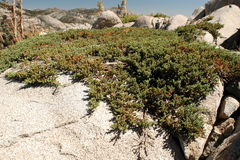 Juniperus communis kelleyi