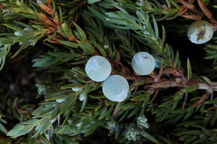 Juniperus communis kelleyi