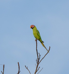 Psittacula roseata