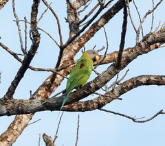 Psittacula roseata
