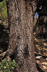 Juniperus deppeana deppeana